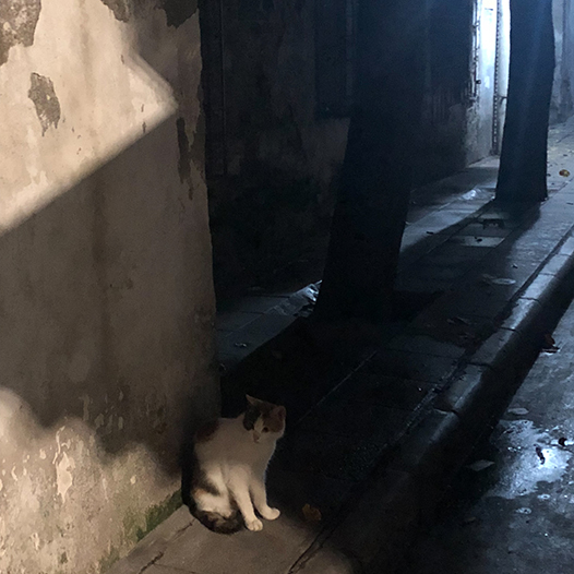 Ng Hon Lam Photography