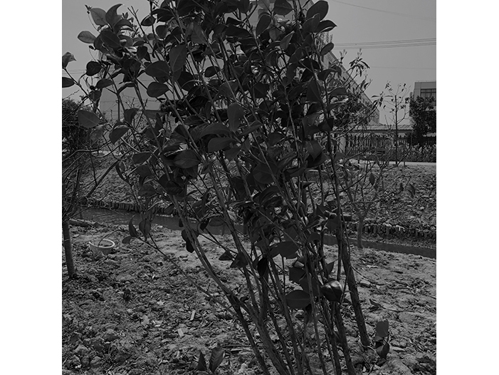 Ng Hon Lam Photography