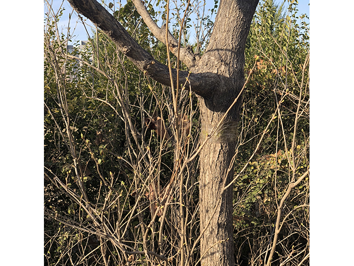 Ng Hon Lam Photography