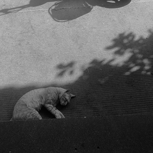 Ng Hon Lam Photography