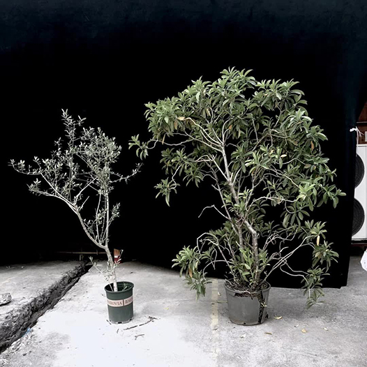 吳漢霖攝影_訊息錄_Ng Hon Lam_WeChat